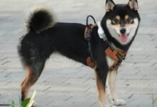 behavioral patterns of recurrence