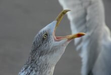 call attempts during promotions