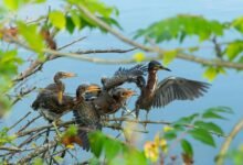 call attempts follow up rates