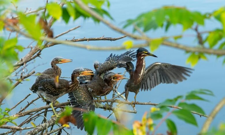 missed calls influence behavior