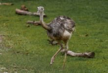 regional short call trends